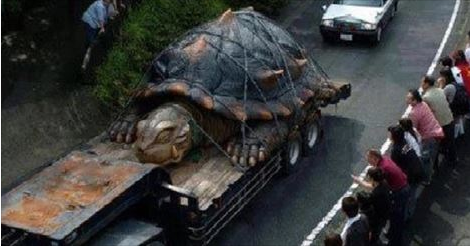 Tartaruga gigante alle falde dell'Etna in Sicilia lunga 5 m