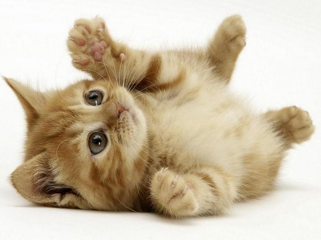 divertente video youtube sui gatti